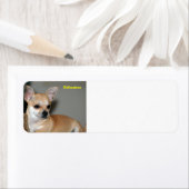 Chihuahua Etiket (Insitu)
