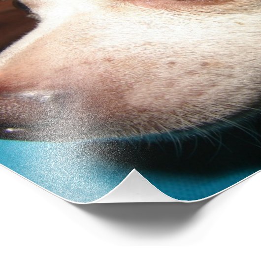 Chihuahua Foto Afdruk (Hoek)