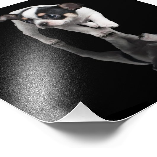 Chihuahua Foto Afdruk (Hoek)