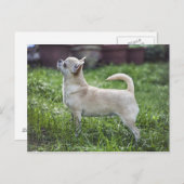 chihuahua full.png briefkaart (Voorkant / Achterkant)