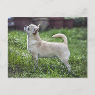 chihuahua full.png briefkaart