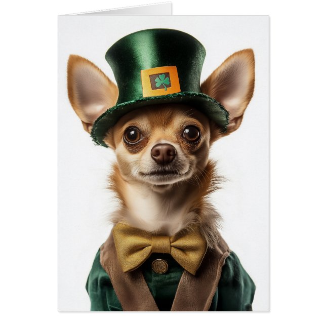 Chihuahua gekleed Leprechaun St. Patrick's Day (Voorkant)