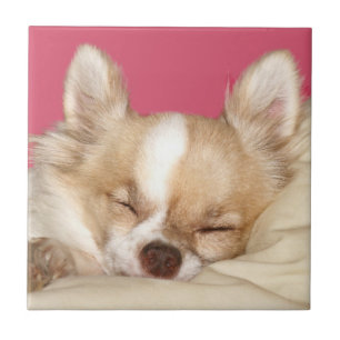 Chihuahua-gezichttegel Tegeltje