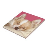 Chihuahua-gezichttegel Tegeltje (Zijkant)