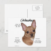 Chihuahua (glad) Geschiedenisontwerp Briefkaart (Voorkant / Achterkant)