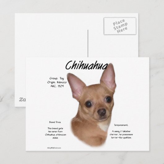 Chihuahua (glad) Geschiedenisontwerp Briefkaart (Voorkant / Achterkant)