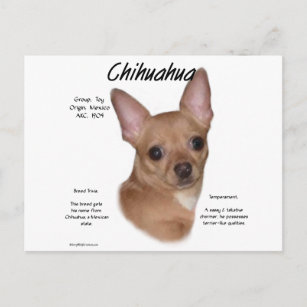 Chihuahua (glad) Geschiedenisontwerp Briefkaart
