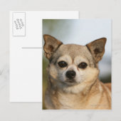 Chihuahua Headshot Briefkaart (Voorkant / Achterkant)