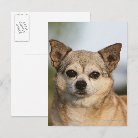 Chihuahua Headshot Briefkaart (Voorkant / Achterkant)