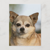 Chihuahua Headshot Briefkaart (Voorkant)