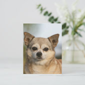 Chihuahua Headshot Briefkaart (Staand voorkant)