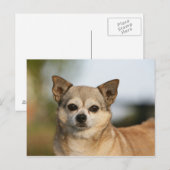 Chihuahua Headshot Briefkaart (Voorkant / Achterkant)