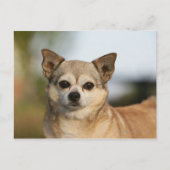 Chihuahua Headshot Briefkaart (Voorkant)