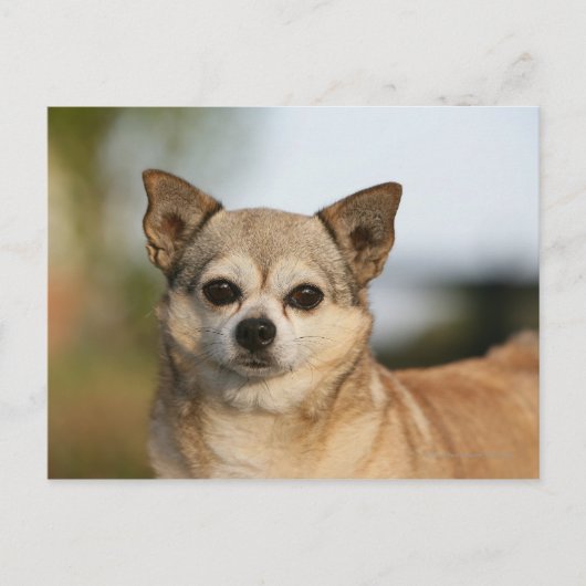 Chihuahua Headshot Briefkaart (Voorkant)