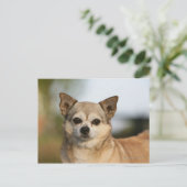 Chihuahua Headshot Briefkaart (Staand voorkant)