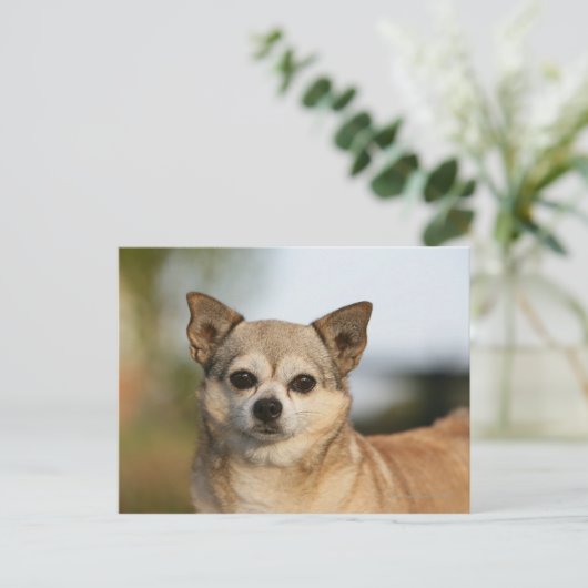 Chihuahua Headshot Briefkaart (Staand voorkant)