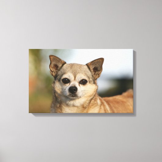 Chihuahua Headshot Canvas Afdruk (Voorkant)