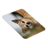 Chihuahua Headshot Magneet (Rechterzijde)