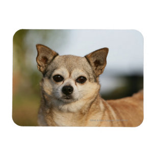 Chihuahua Headshot Magneet