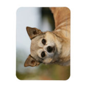 Chihuahua Headshot Magneet (Verticaal)