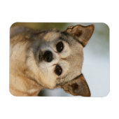 Chihuahua Headshot Magneet (Horizontaal)