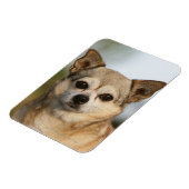 Chihuahua Headshot Magneet (Linkerzijde)