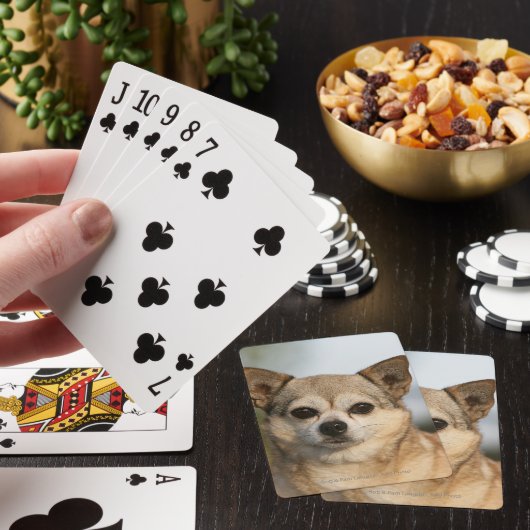 Chihuahua Headshot Pokerkaarten (Insitu)