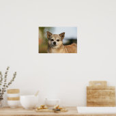 Chihuahua Headshot Poster (Keuken)