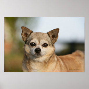 Chihuahua Headshot Poster