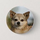 Chihuahua Headshot Ronde Button 5,7 Cm (Voorkant)