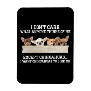 Chihuahua het kan me niet schelen wat iemand van m magneet