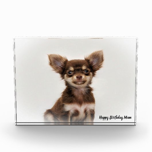 Chihuahua-hond. Fotoblokken (Voorkant)