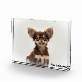 Chihuahua-hond. Fotoblokken (Rechts)