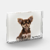Chihuahua-hond. Fotoblokken (Links)