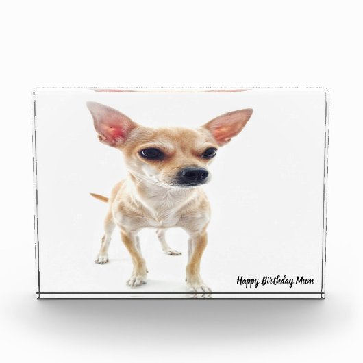 Chihuahua-hond. Fotoblokken (Voorkant)