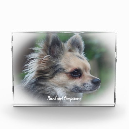Chihuahua hond. fotoblokken (Voorkant)