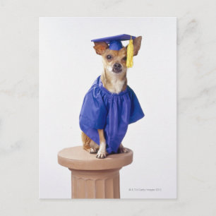 Chihuahua hond met afstuderen uniform, studio aankondigingskaart