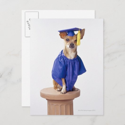 Chihuahua hond met afstuderen uniform, studio aankondigingskaart (Voorkant / Achterkant)