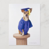 Chihuahua hond met afstuderen uniform, studio aankondigingskaart (Voorkant)