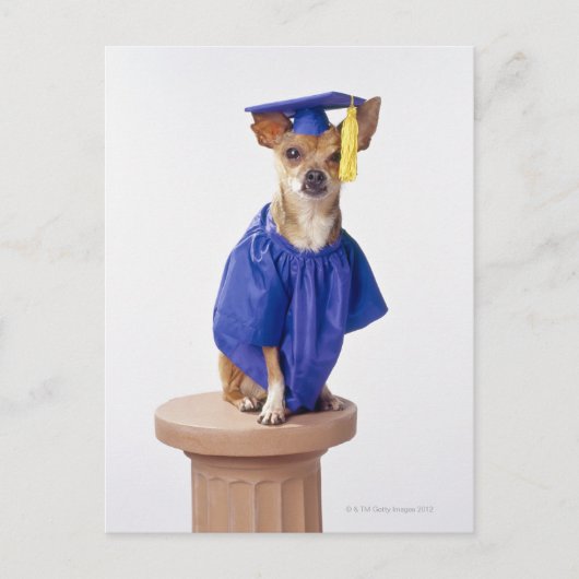 Chihuahua hond met afstuderen uniform, studio aankondigingskaart (Voorkant)