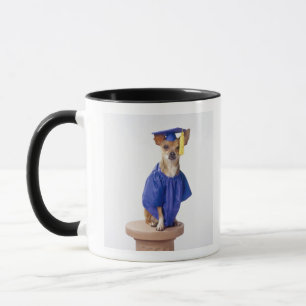Chihuahua hond met afstuderen uniform, studio mok