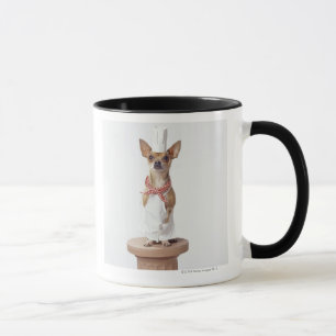 Chihuahua-hond met chef-kok-witten, studioshot mok