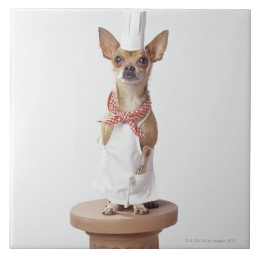 Chihuahua-hond met chef-kok-witten, studioshot tegeltje (Voorkant)