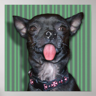 Chihuahua Hond Tong Poster