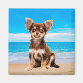 Chihuahua Hond Zittend op Tropisch Strand Magneet (Voorkant)