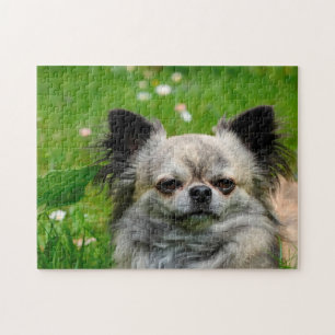 Chihuahua Honden. Legpuzzel