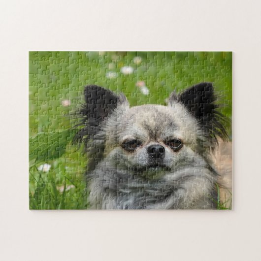 Chihuahua Honden. Legpuzzel (Horizontaal)