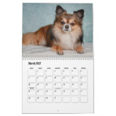 Chihuahua hondenkalender kalender (Mar 2027)