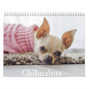 Chihuahua hondenkalender kalender