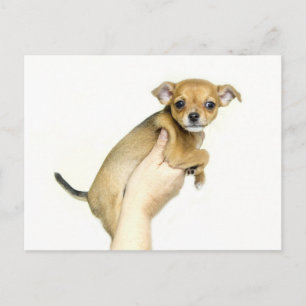 Chihuahua-hondje ansichtkaart briefkaart